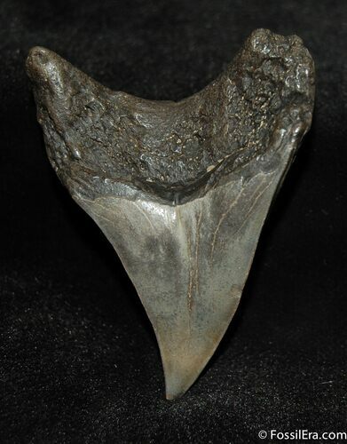 Rare Benedini Fossil Shark Tooth (Thresher Shark) #627